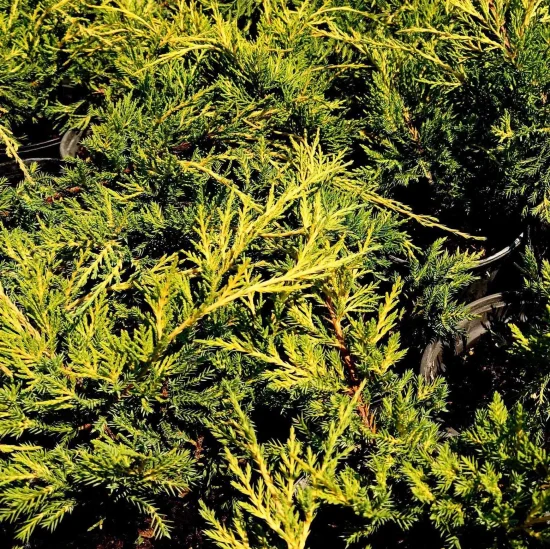 растения Juniperus sabina (смрика)