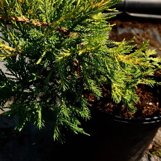 Juniperus sabina (смрика)