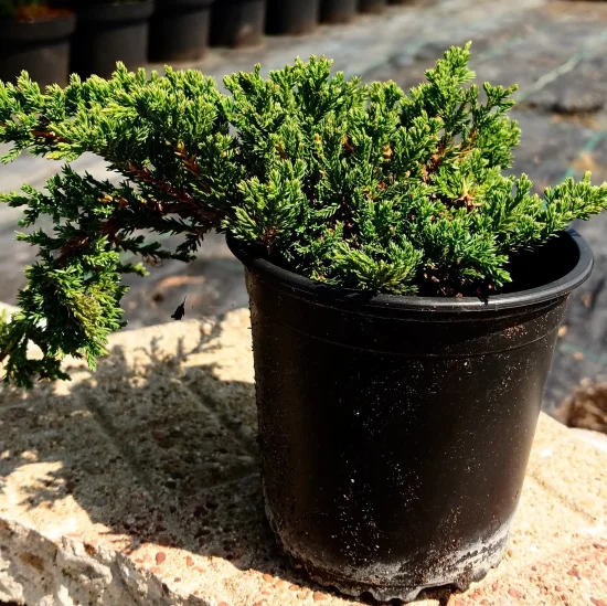 Juniperus procumbens ''Nana