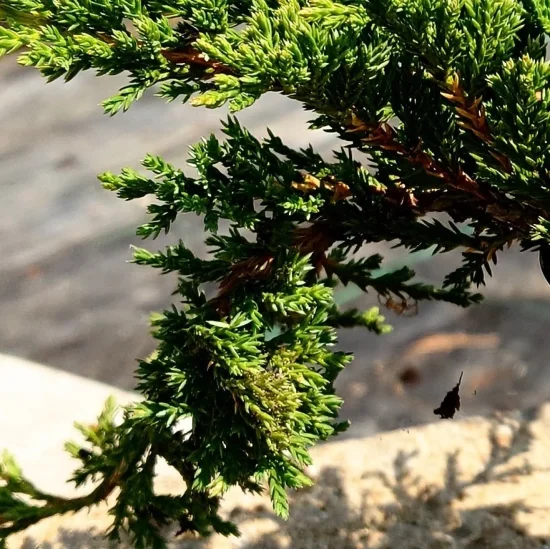 растения Juniperus procumbens ''Nana