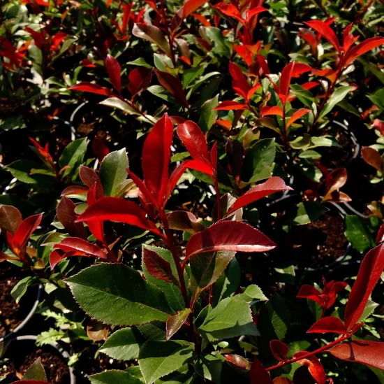 Photinia x fraseri (фотиния)