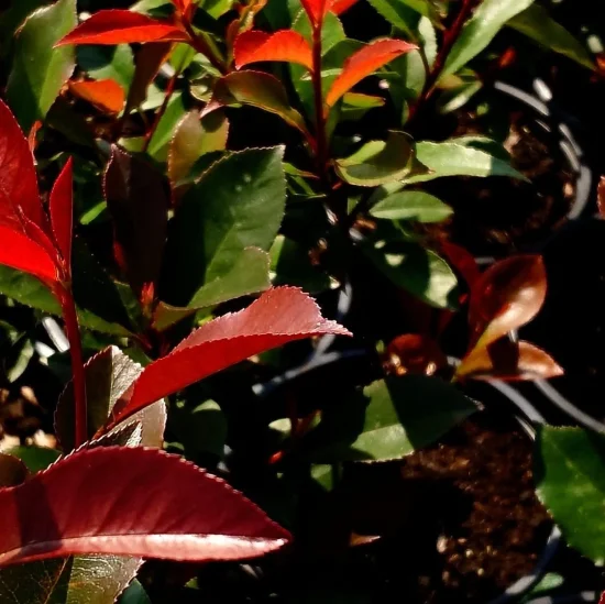 растения Photinia x fraseri (фотиния)