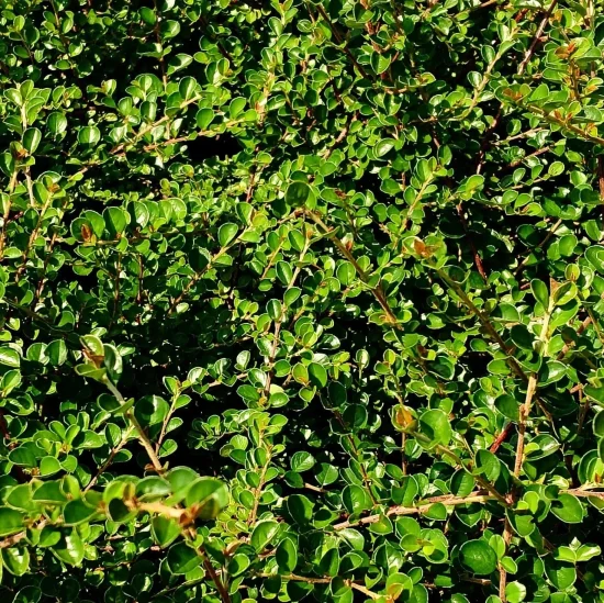 растения Cotoneaster dammeri (котонеастер)