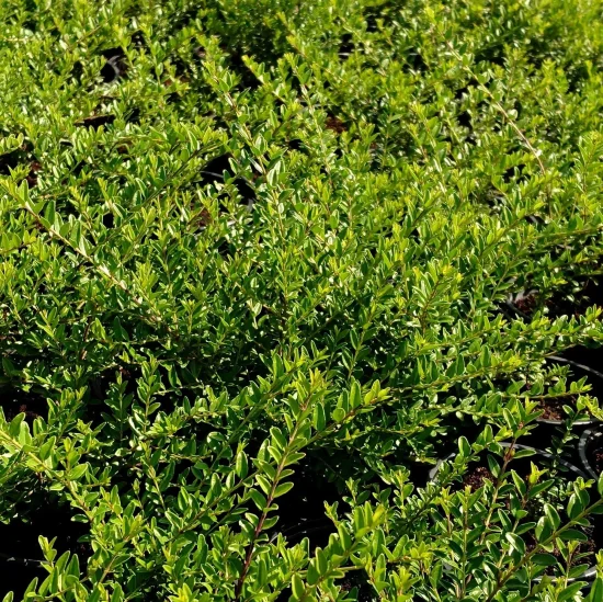 растения Lonicera nitida (лъскав нокът)