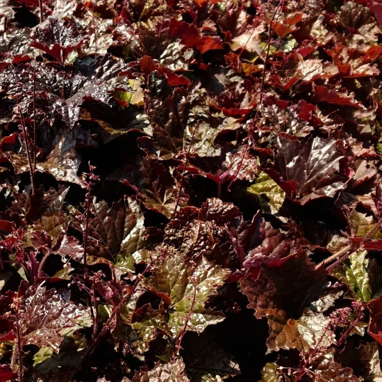 растения Heuchera sanguinea (хойхера)