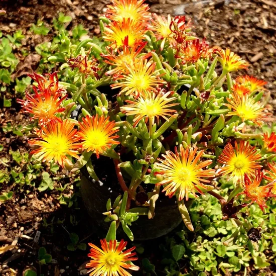 Delosperma cooperi (делосперма)