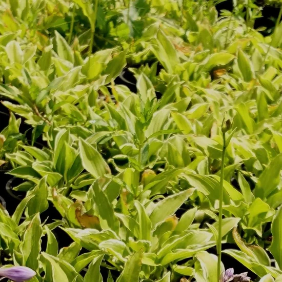Hosta sp. (хоста)