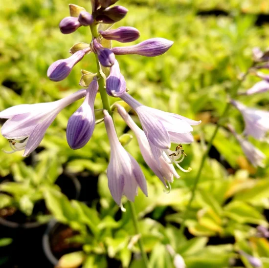 растения Hosta sp. (хоста)