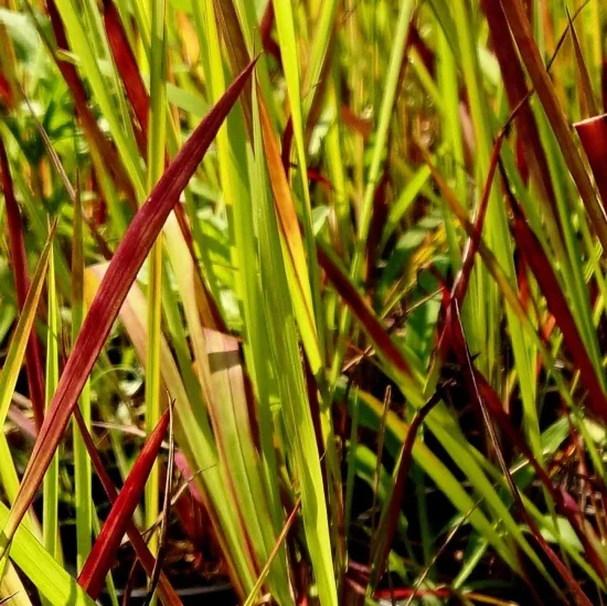 растения Imperata cylindrica (императа - червен барон)