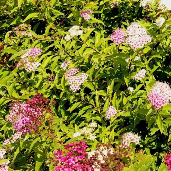 растения Spiraea japonica (японска спирея)