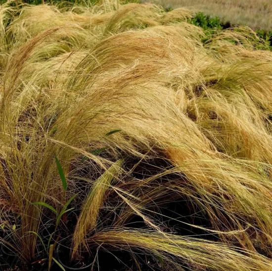 растения Stipa tenuisima (декоративна трева стипа)