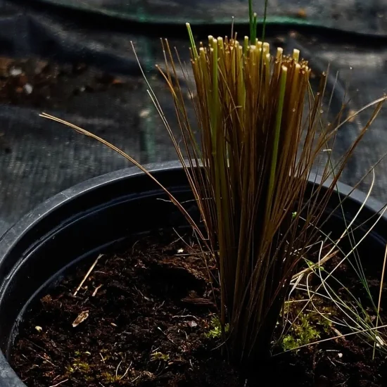 Stipa tenuisima (декоративна трева стипа)