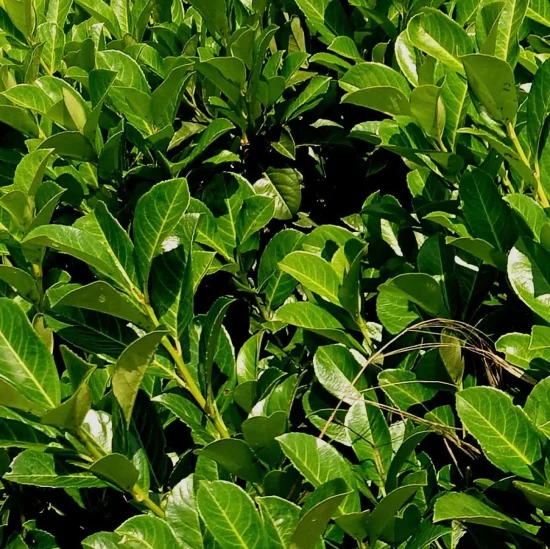 растения Laurocerasus officinalis (лавровишна)